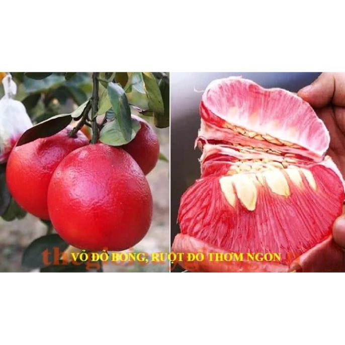 sản phẩm Bưởi đỏ Thái Lan