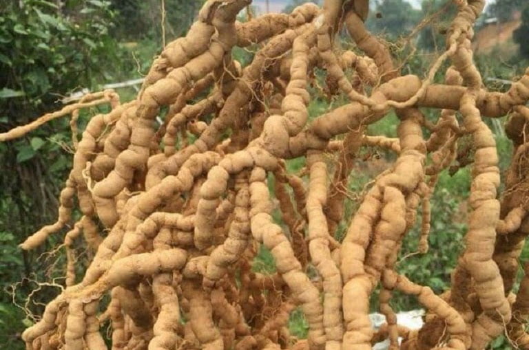 (1kg ) BA KÍCH  Tím QUẢNG NINH TƯƠI  Nguyên củ ( Chưa Tách Lõi )