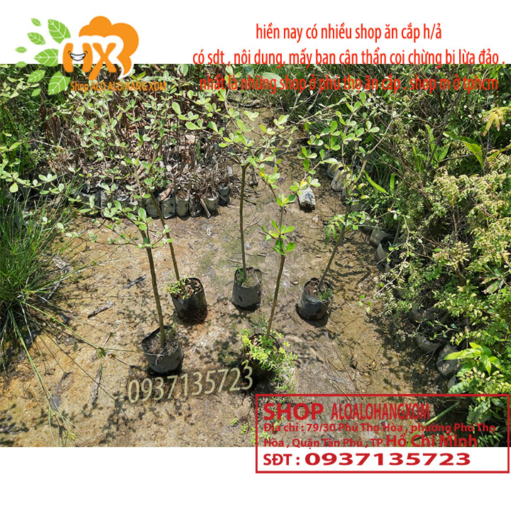 COMBO 3 CÂY BÀNG ĐÀI LOAN CAO TỪ 25-40CM -( BÀNG LÁ NHỎ)