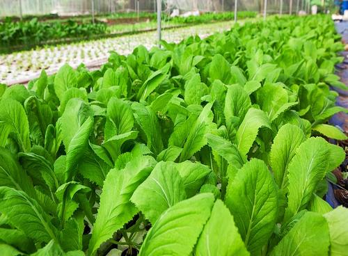 hạt giống cải bẹ xanh mỡ cao sản
