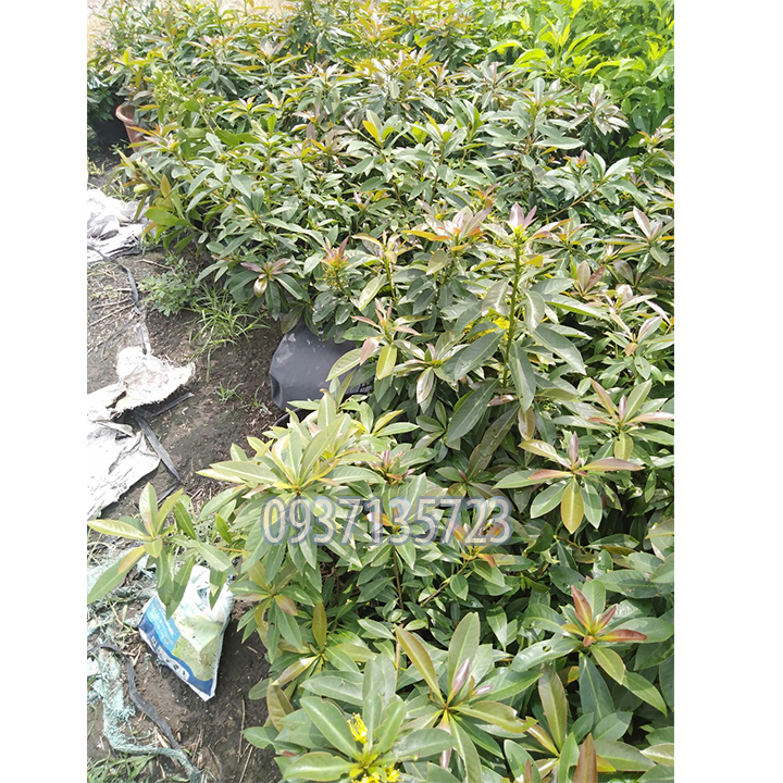 cây mai thái vàng cao từ 25-35 cm