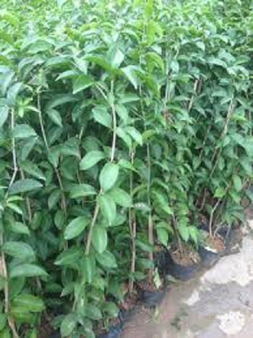 Cây hoa Lan Tỏi-lan leo tỏi tím. bầu giống lớn,sắp nụ giá rẻ