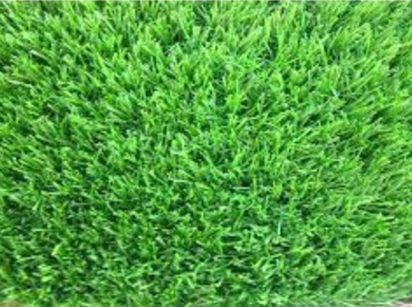 Hạt giống Cỏ trồng thảm Bermuda