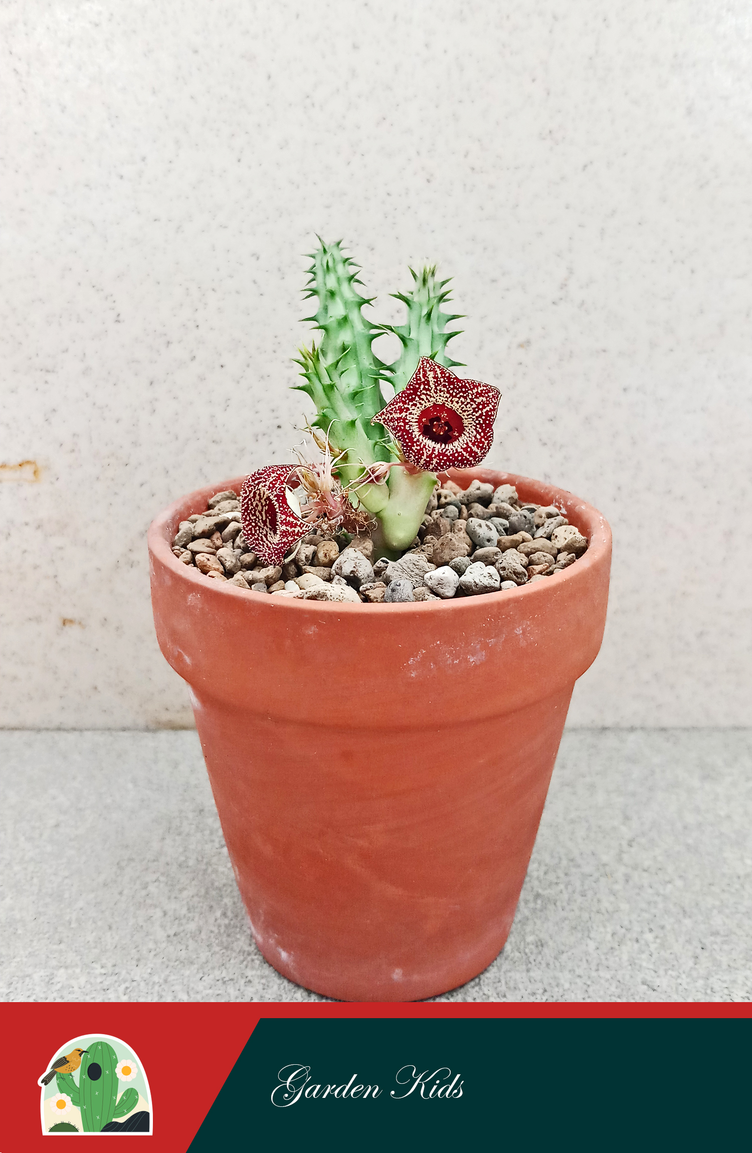 Xương rồng sao biển hoa đỏ (Huernia Strawberry Frosting)