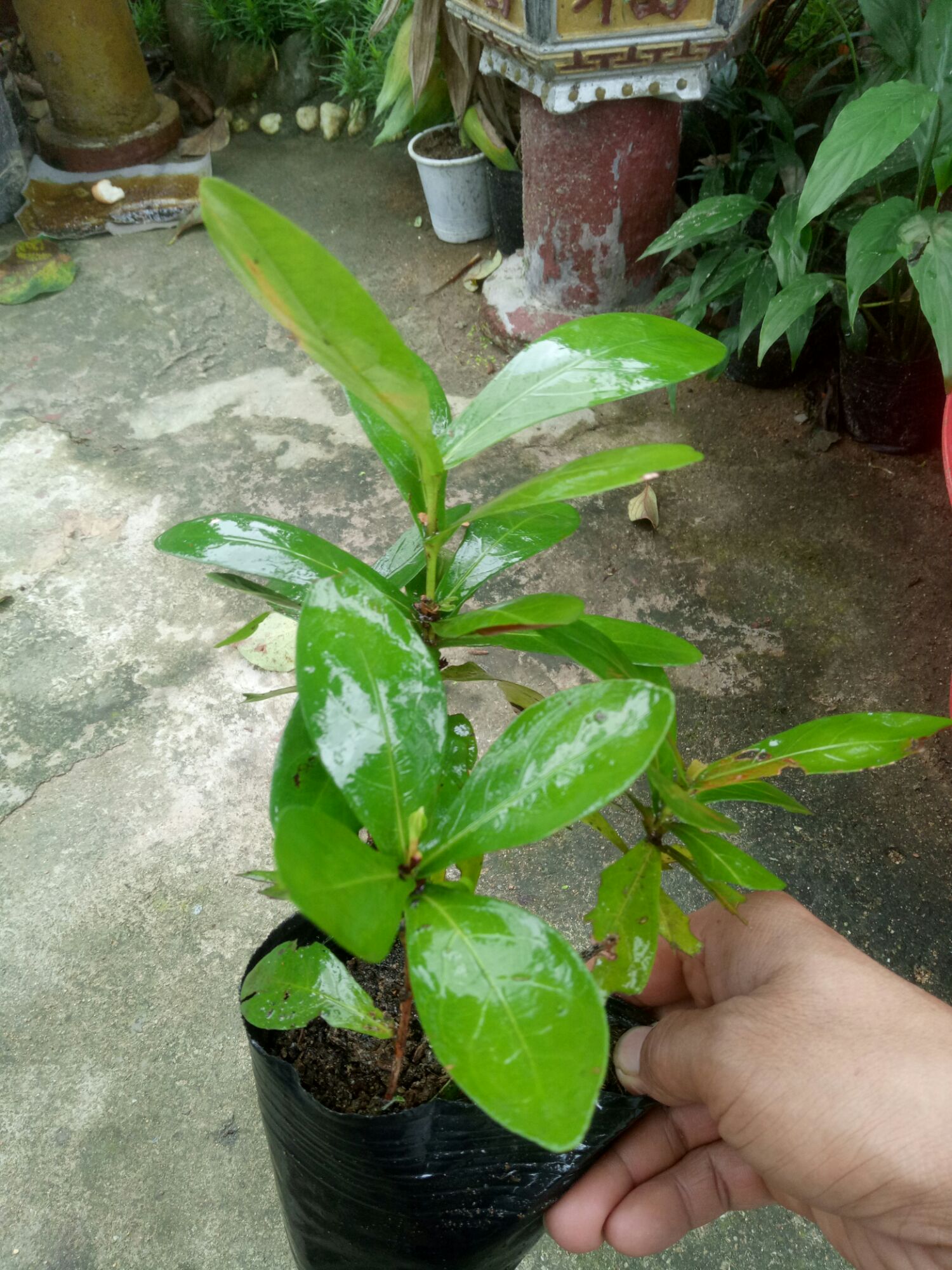 Cây hoa mẫu đơn .2 cây