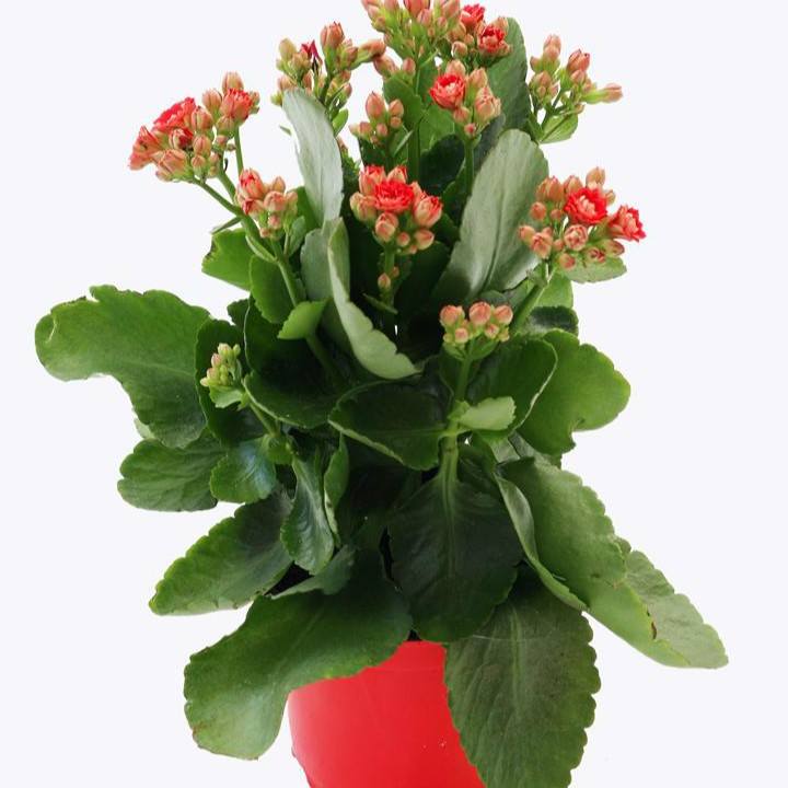 Set 5 gói hạt giống hoa sống đời kép