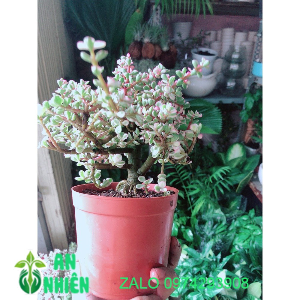 Cây ĐôLa Thân Cổ Thụ