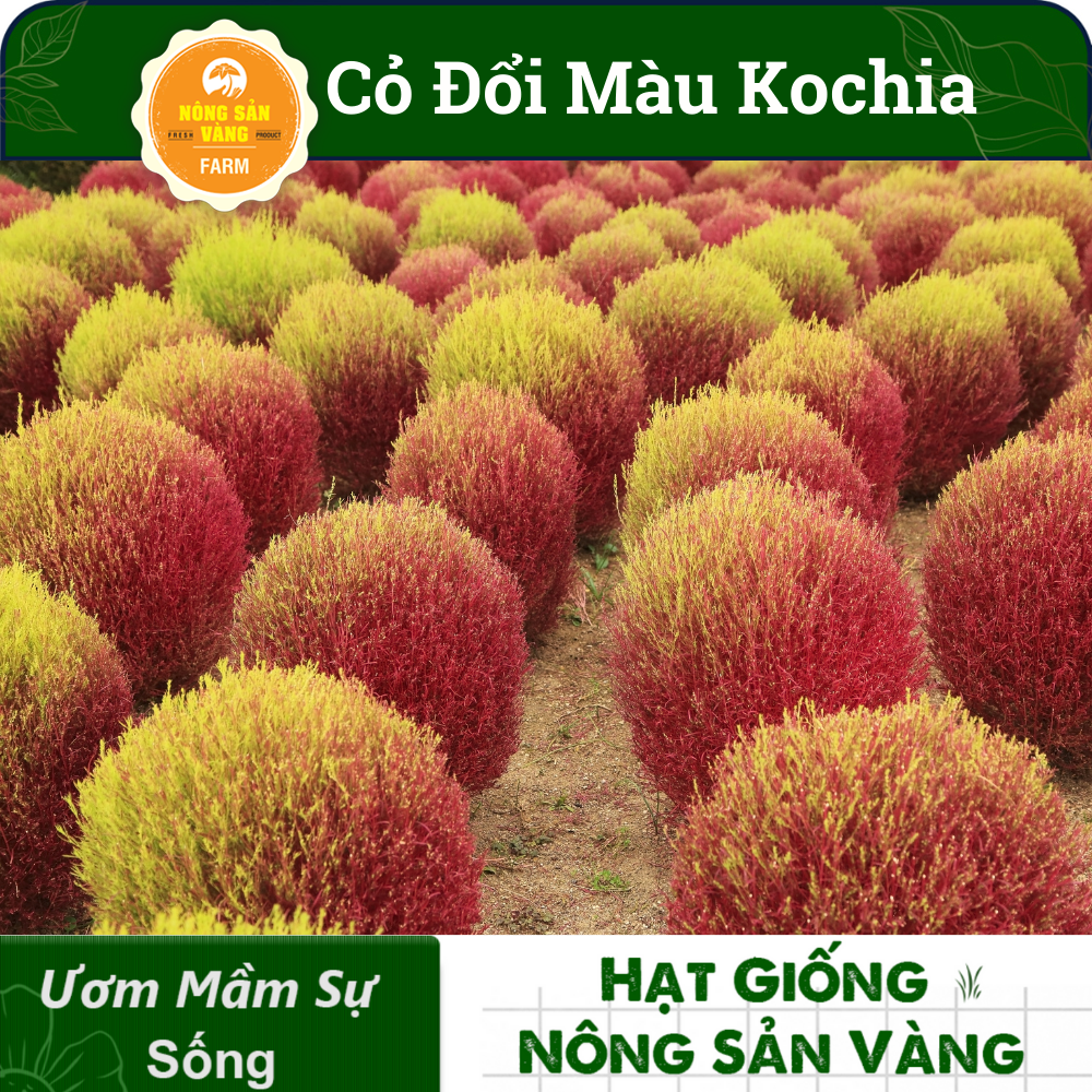 Grass seed Đổi color kochia (pack 100 seeds)