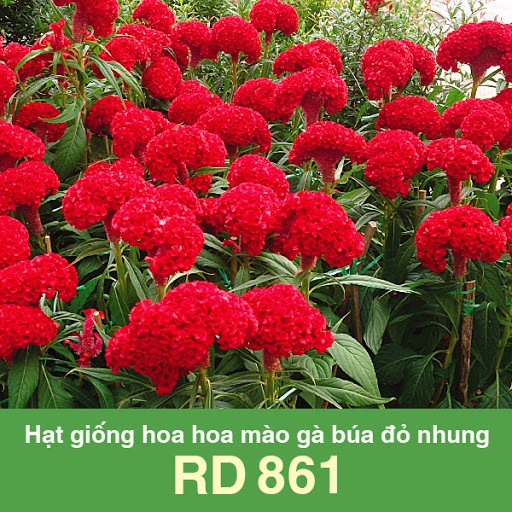 Hạt Giống Hoa Mào Gà Búa Hồng Nhung