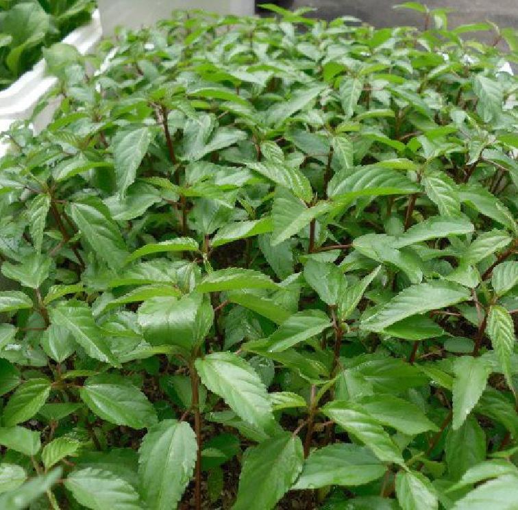 "Gói 20Gr Hạt " Hạt Giống Rau Đay Đỏ Cao Sản