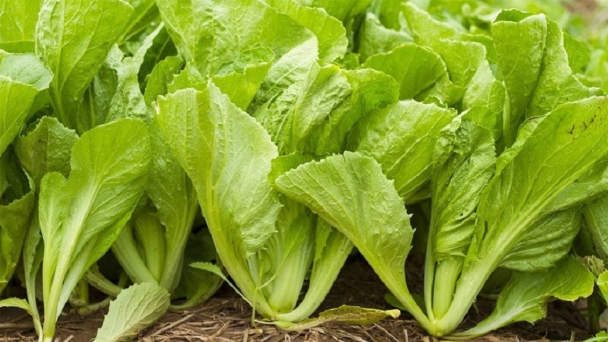 20gr Hạt Giống Cải Bẹ Vàng Ngọt