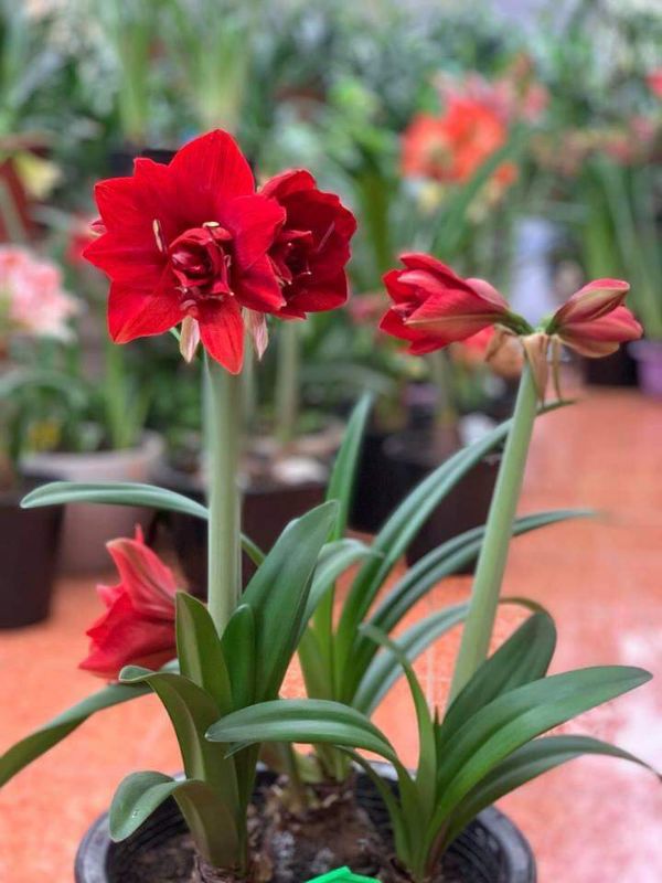 Set of 2 Lily Bulbs (1 Red Velvet Flower Bulb + 1 Peach Rose Bulb)
