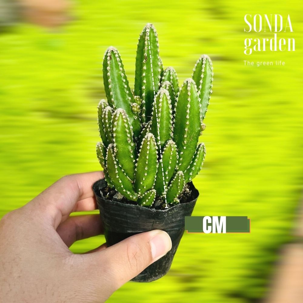 XƯƠNG RỒNG THANH SƠN SIZE BÉ LỖI 1 ĐỔI 1