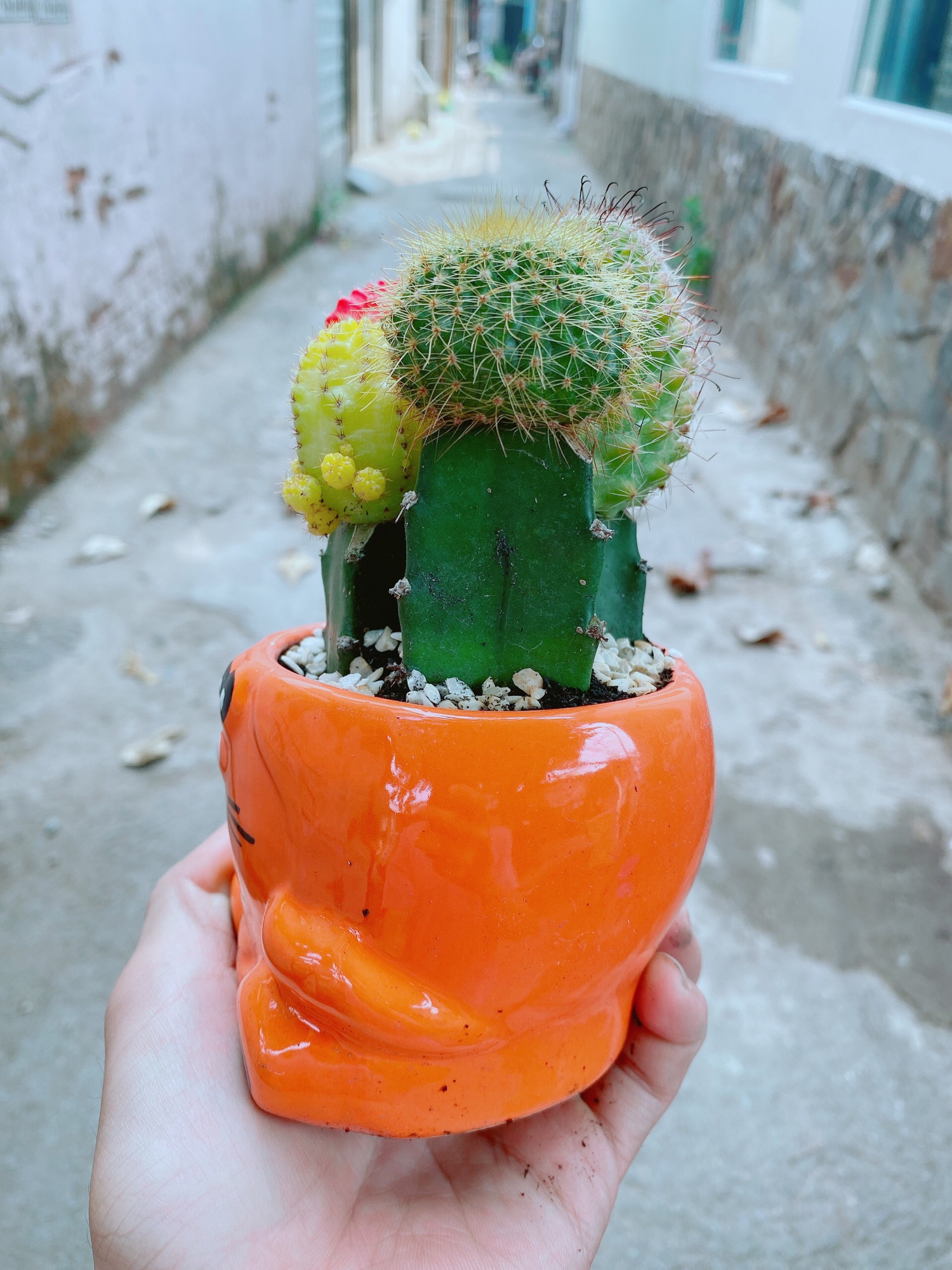 Chậu xương rồng tiểu cảnh