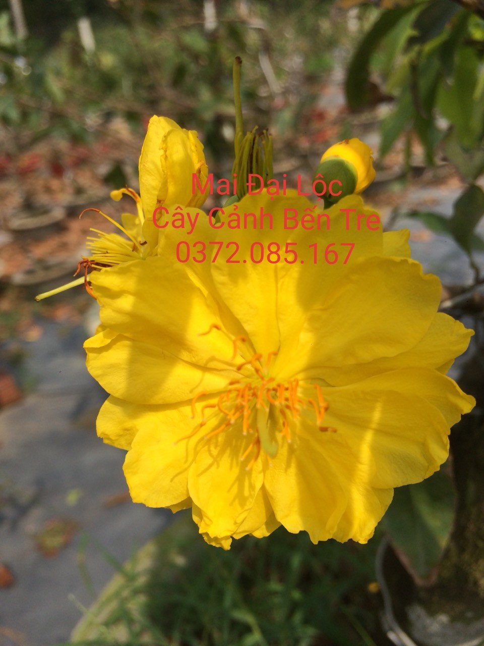 Mai vàng Đại Lộc