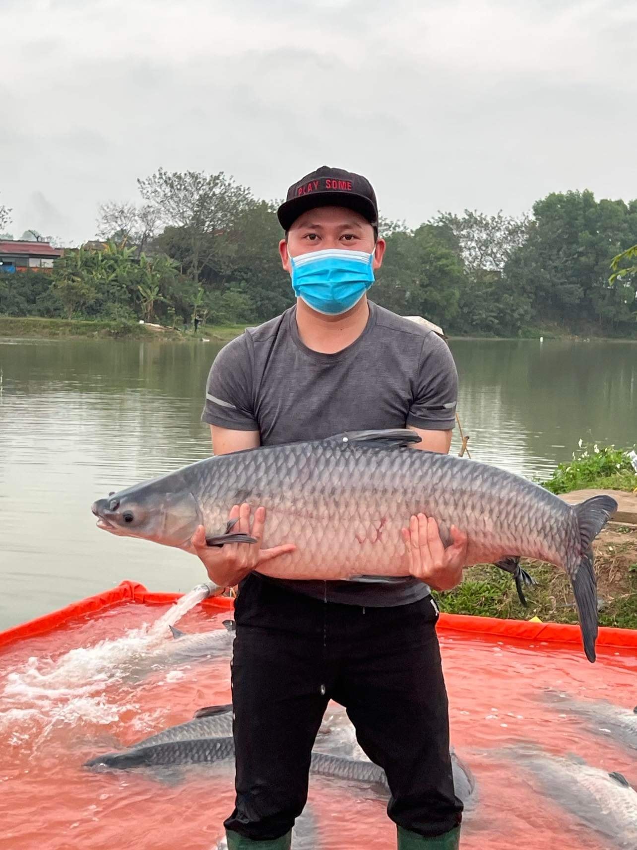 Mồi câu trắm đen kiểu mới, thính câu trắm đen, cứ câu là chạm cá