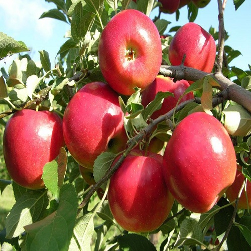 Hạt Giống Táo Lùn Mỹ  ( 1 gói 10 hạt TẶNG gói kích hạt nảy mầm )