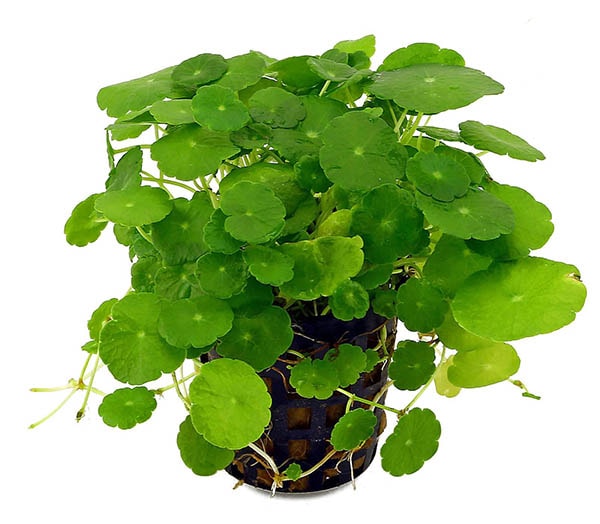 RAU MÁ HƯƠNG (rau má mèo, rau má lá nhỏ)- bầu giống