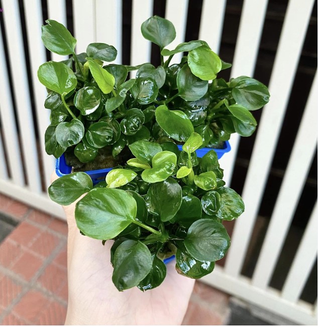 Ráy Lá Tròn - Dán Đá Lũa Không Cần CO2
