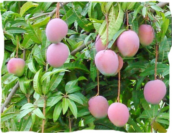 Cây XOÀI ÚC