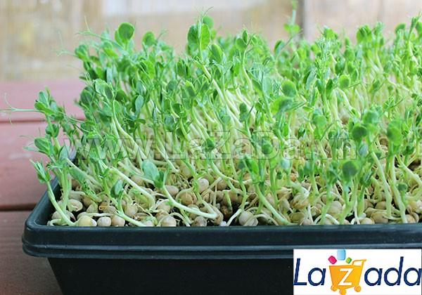 50Gr Hạt Giống Rau Mầm Đậu Hà Lan (A3.402| Y25*W21*M030)