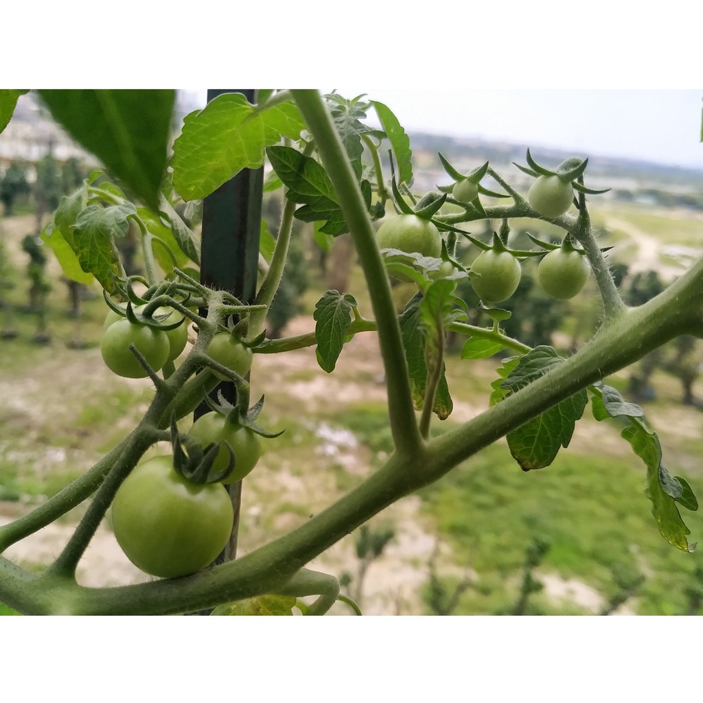 HẠT GIỐNG CÀ CHUA CHERRY ĐỎ F1