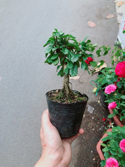 Cây Trà Phúc Kiến Bonsai Mini
