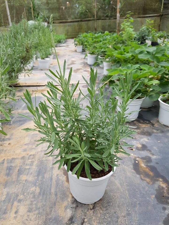 [HCM]Cây Oải Hương - Lavender TẶNG CHẬU