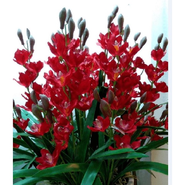 COMBO 3 củ giống địa lan santo hoa màu Đỏ ( 3 củ )