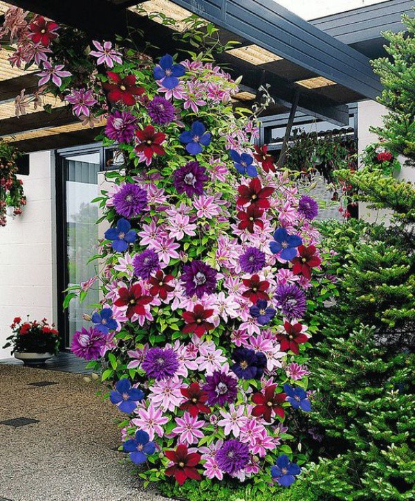 [củ giống] Củ hoa leo ông lão - Clematis uncinata