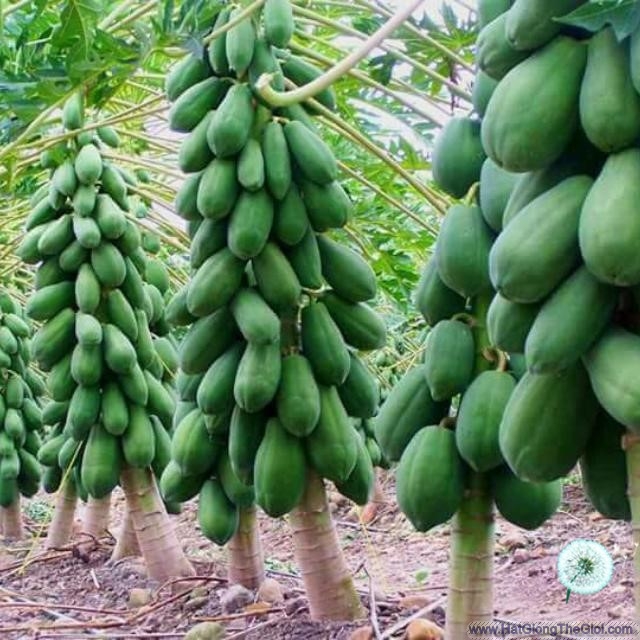 Hạt giống Đu Đủ Ngân Lượng F1