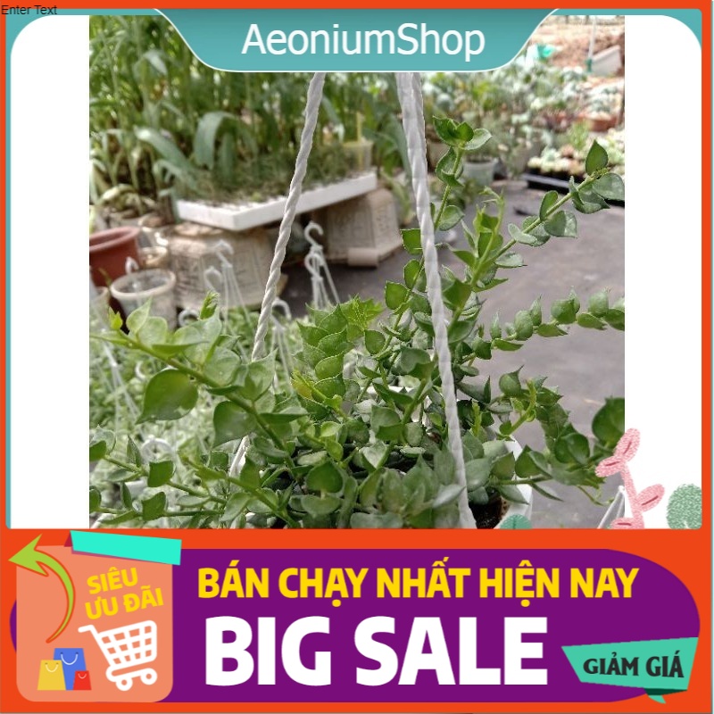 Cây lan tim xanh chậu treo kèm móc