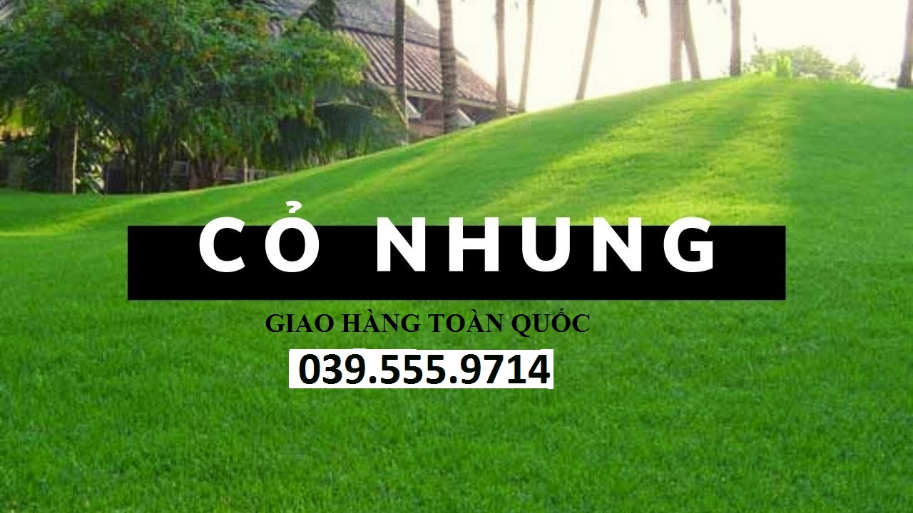 Hạt Cỏ Nhung Nhật - Cỏ Thảm trang trí 200 gam