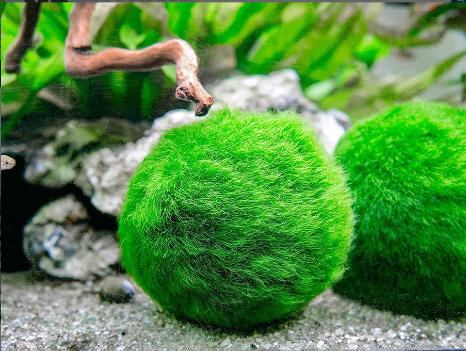 1 Viên tảo cầu may mắn Mossball (Marimo)