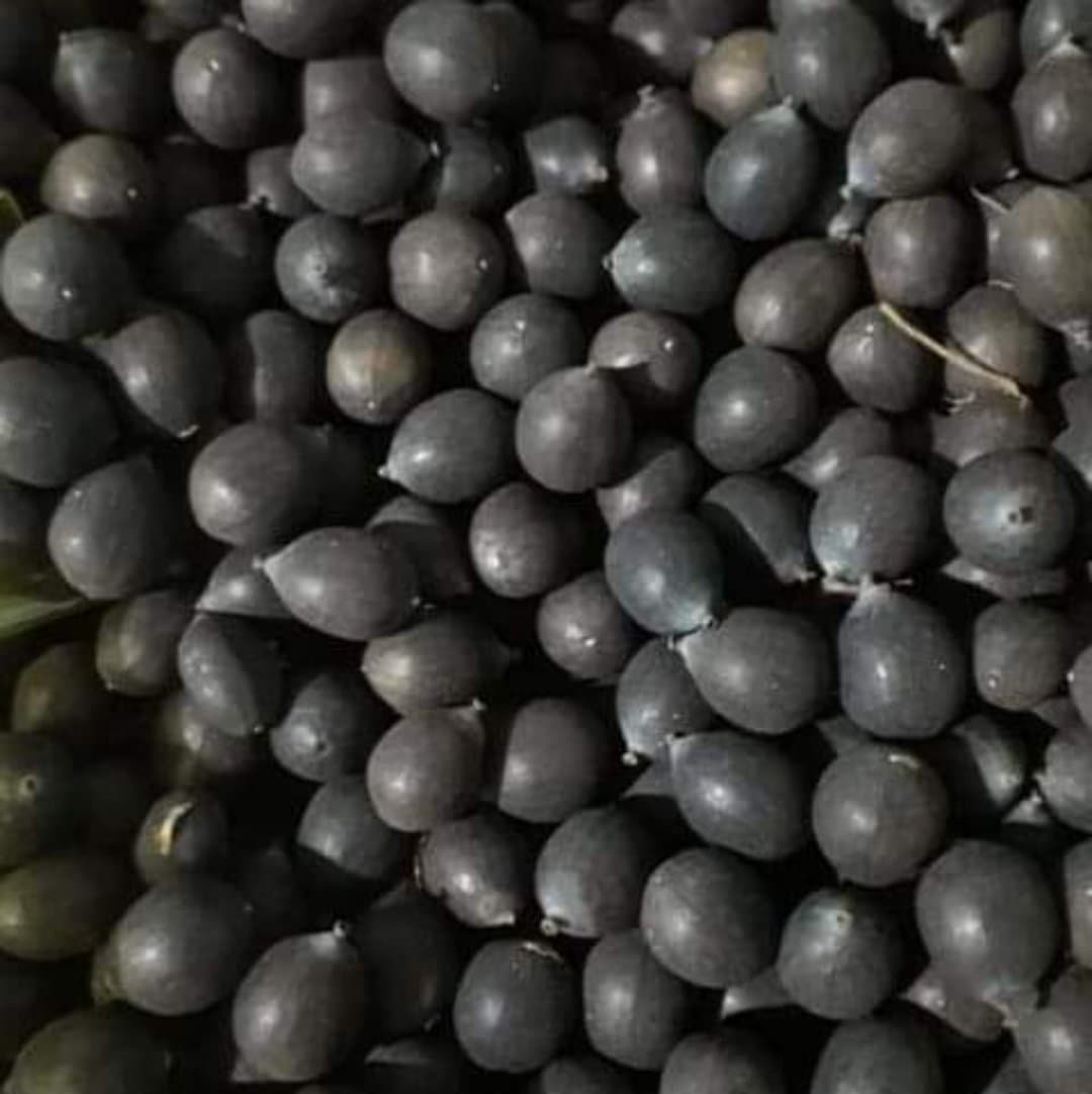 5 Hạt giống sen Nhật mini