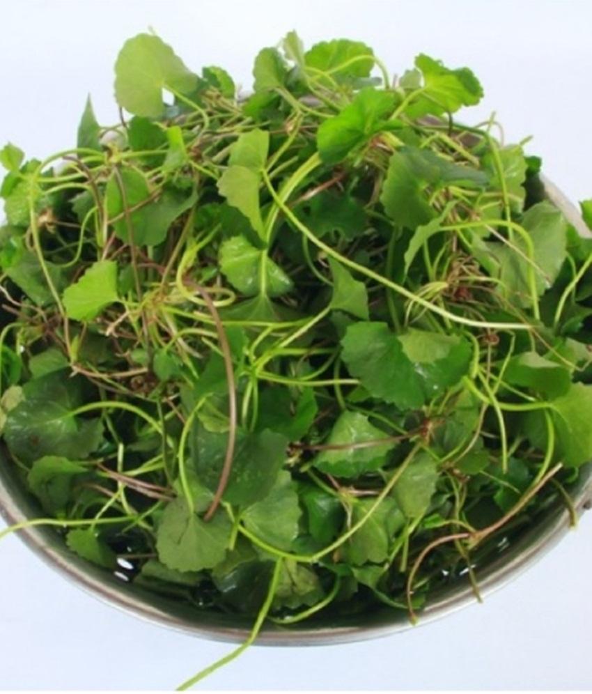 Rau má lá nhỏ