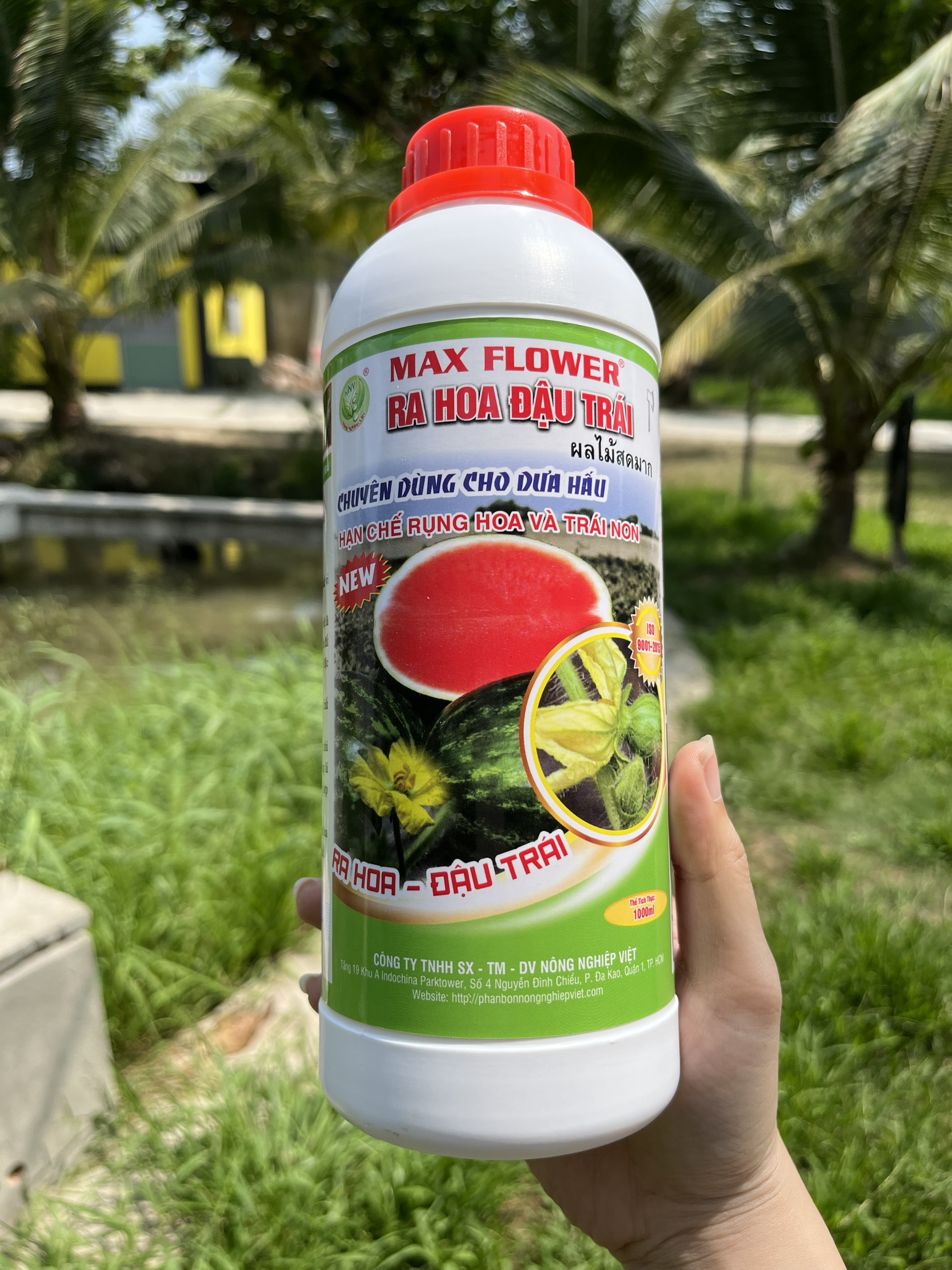 Siêu Ra Hoa Đậu Trái Dưa Hấu