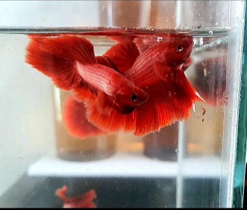 Trống Betta Full Red Halfmoon + Cám Tomboy TB1 10g
