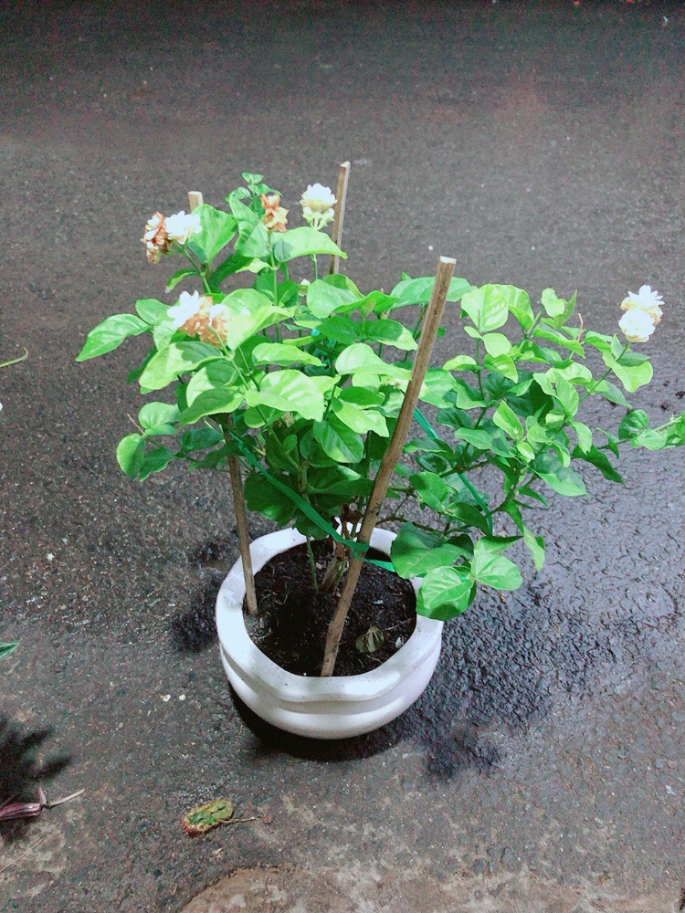 Chậu Hoa Nhài Thơm
