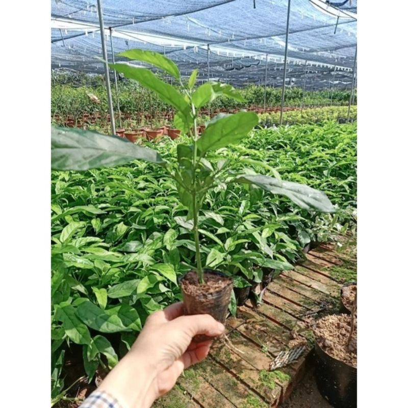 cây giống hoa Dạ Ngọc minh châu