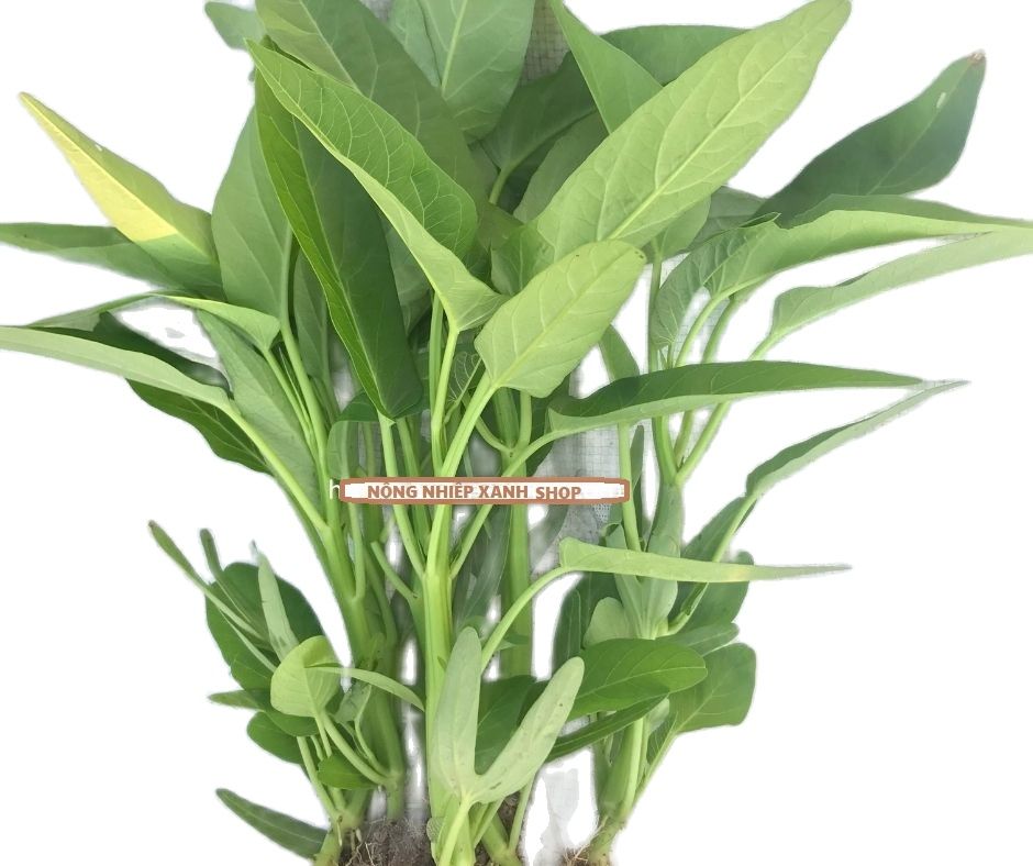 50g Hạt giống rau muống lá lớn