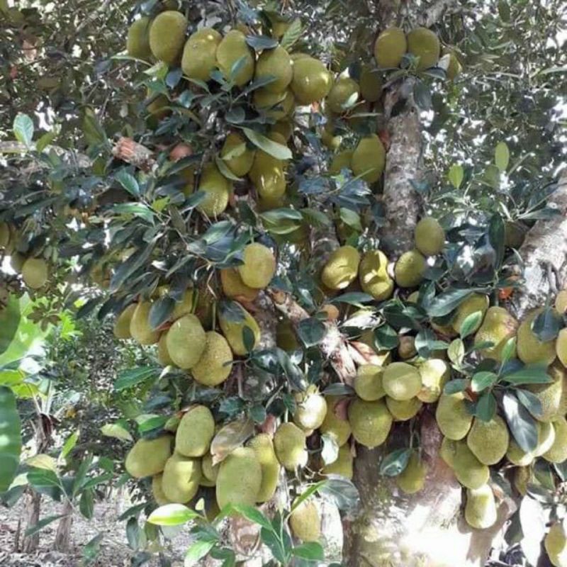 Mít tố nữ siêu trái