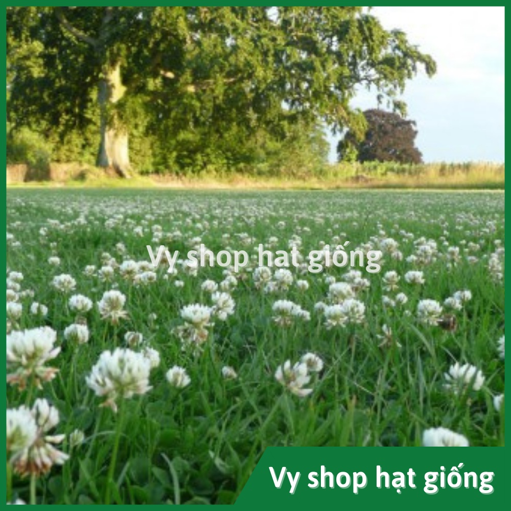 Hạt giống cỏ ba lá trắng (white clover) gói 200 hạt