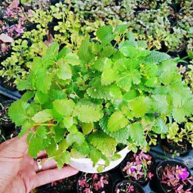 Hạt giống rau Húng Chanh gói 0,2 gram