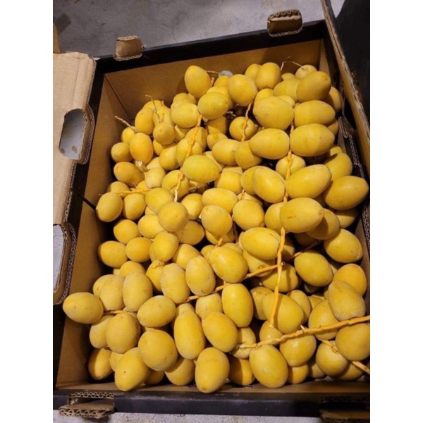 Cây giống chà là ăn quả (cấy mô)