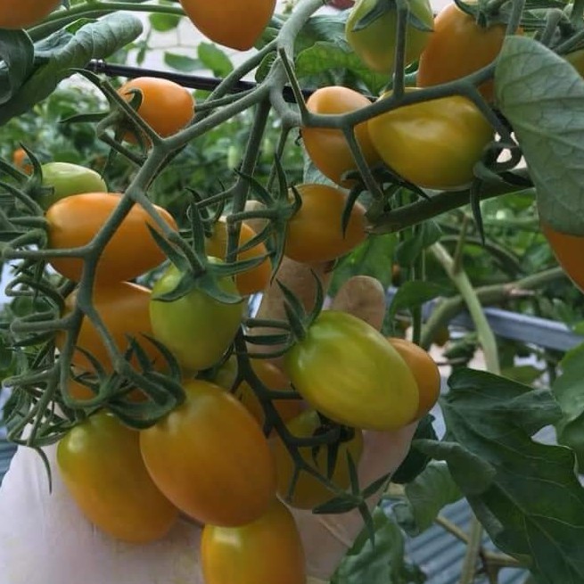 Hạt giống Cà Chua Trái Cây Nova