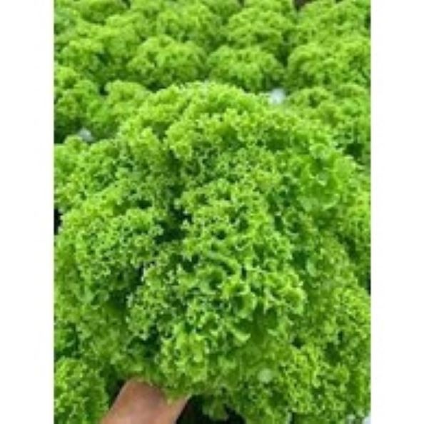 200H - #Hạt_Giống_Xà_Lách_Xoăn_Xanh_Tím ( tặng kèm kích mầm và phân bón )