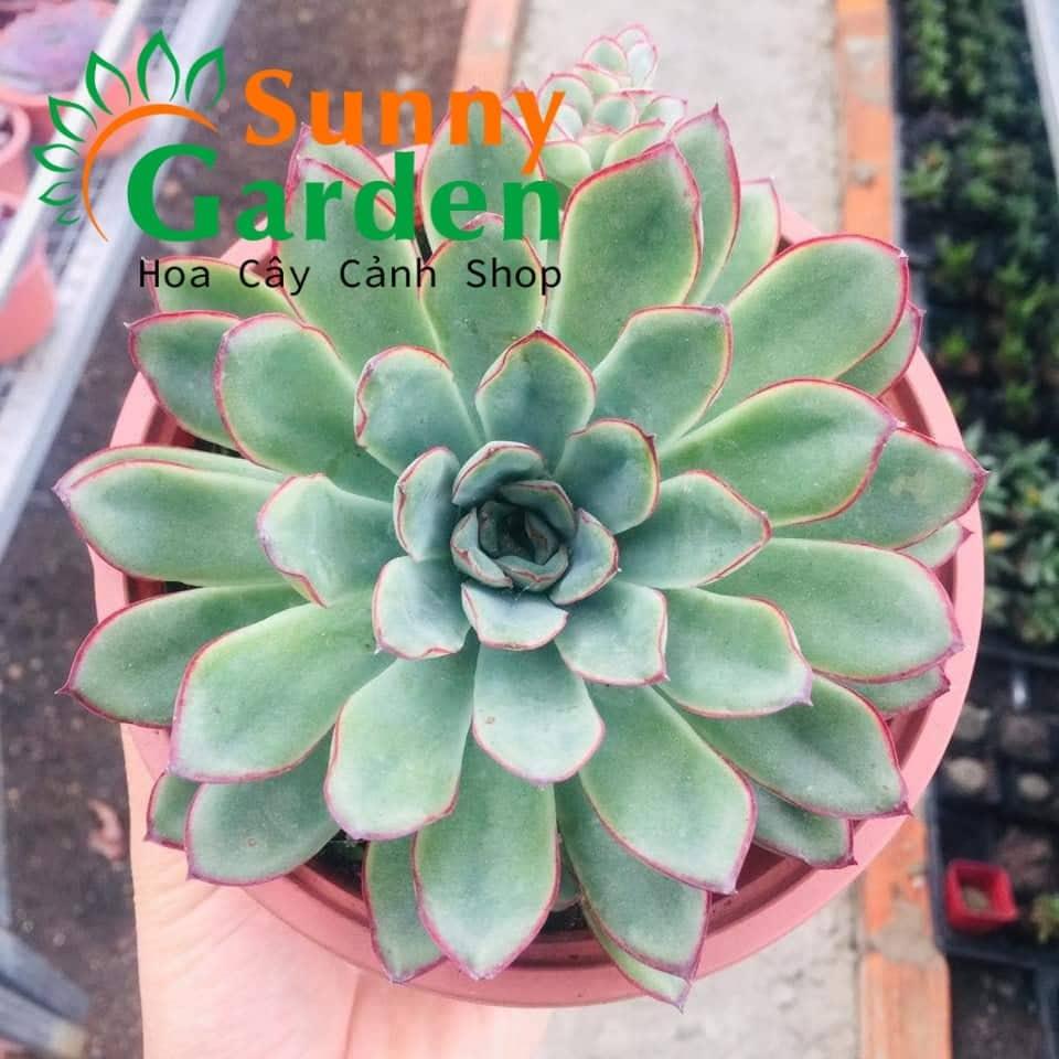 Sen Đá Xanh Viền Đỏ Chậu Trung