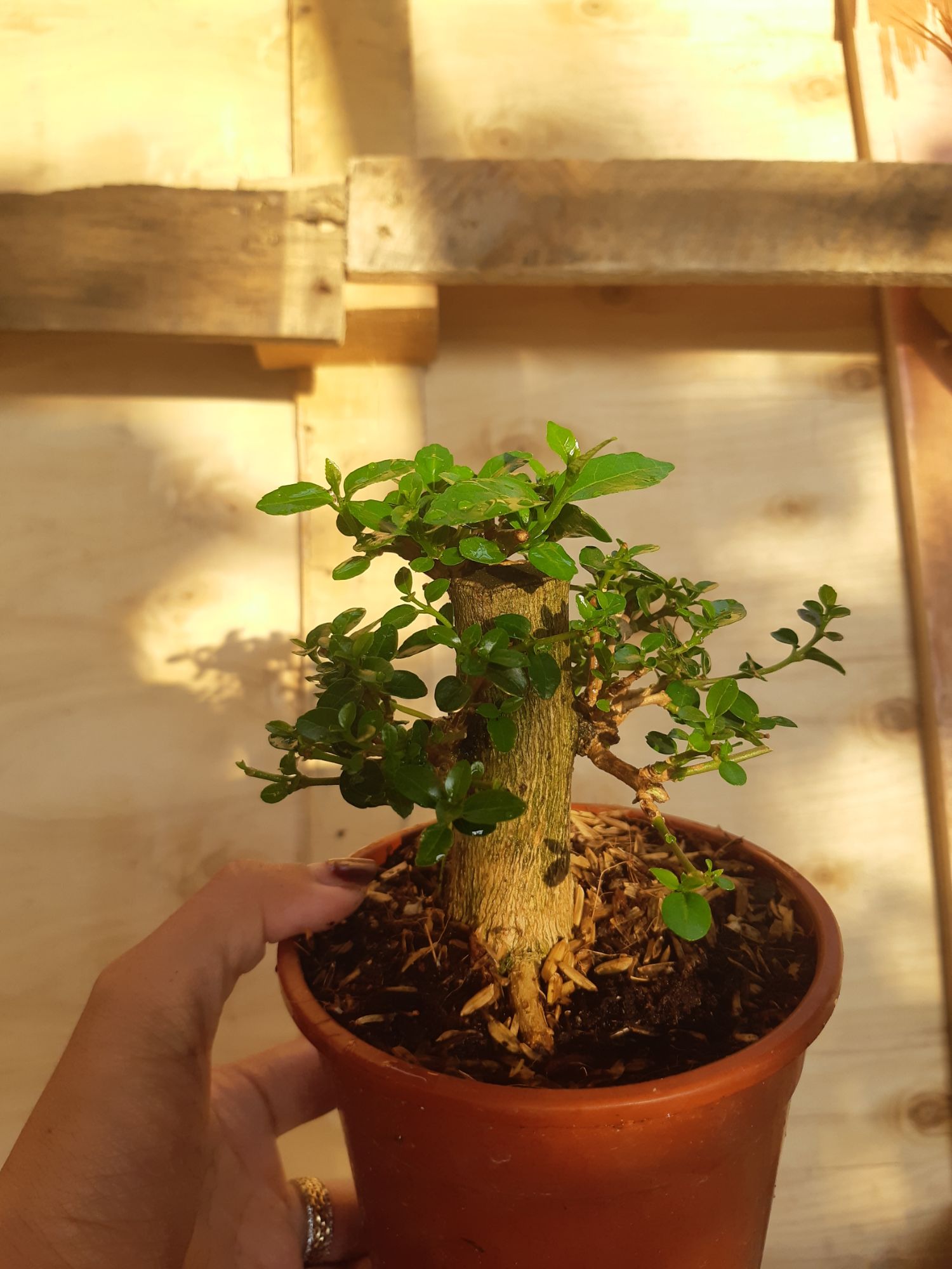 Sam hương mini TẶNG CHẬU