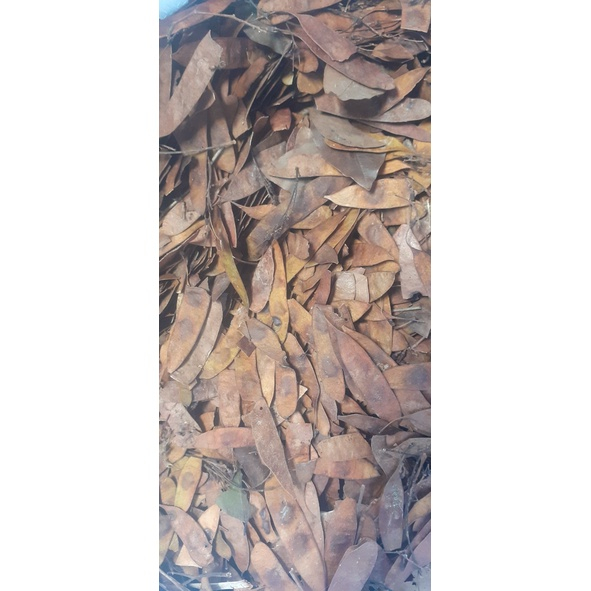 Quả Trắc Đỏ giống, trồng rừng - 100 gram (giống vụ mới)